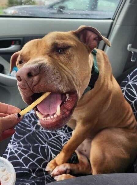 Caldwell, a ADOPTABLE Pit Bull Terrier in Chestertown, MD image 3/3