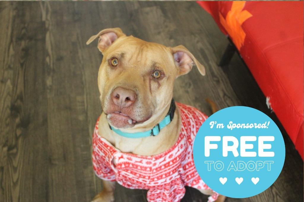 Caldwell, a ADOPTABLE Pit Bull Terrier in Chestertown, MD image 2/3