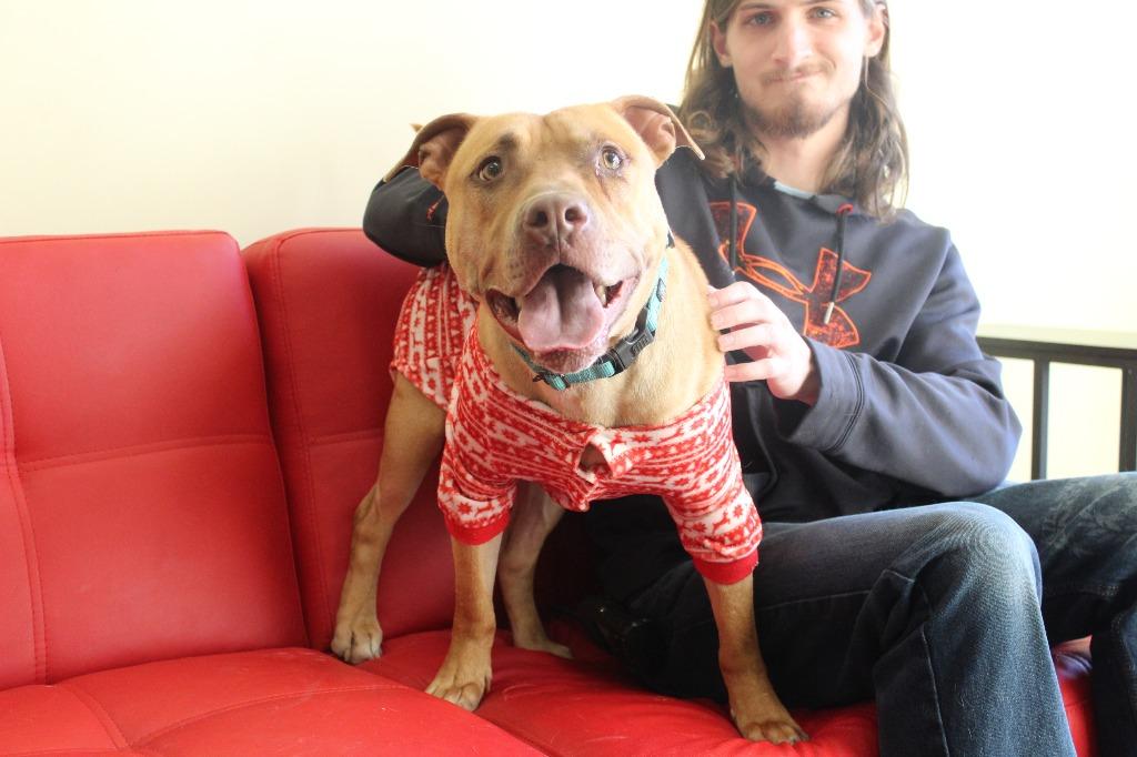 Caldwell, a ADOPTABLE Pit Bull Terrier in Chestertown, MD image 1/3