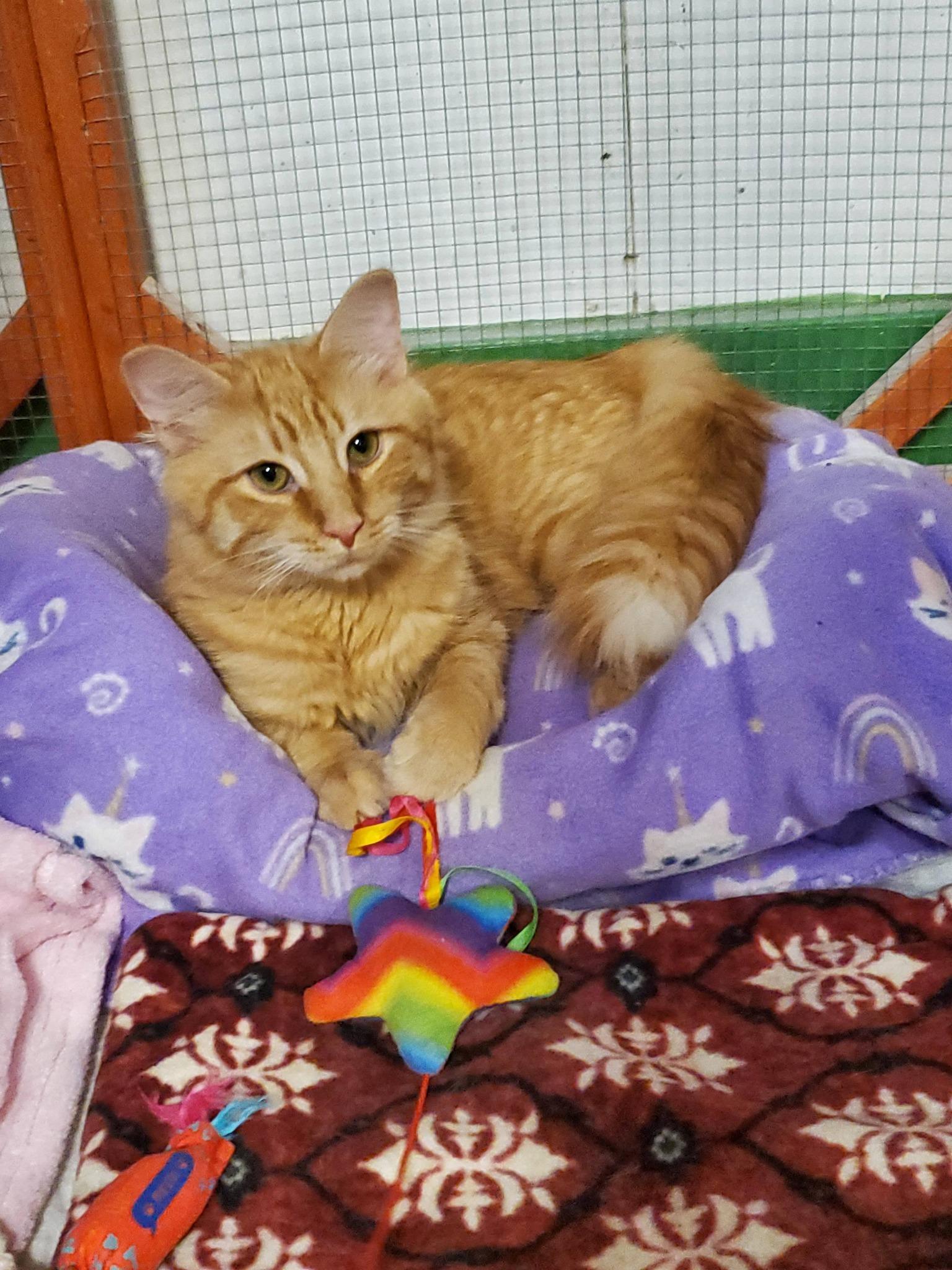 Cheddar (bonded w/ Blossom), ADOPTABLE, Kitten Male Domestic Medium Hair.