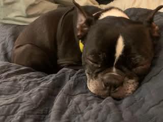 Ruby, an adopted Boston Terrier in New York, NY image 2/3