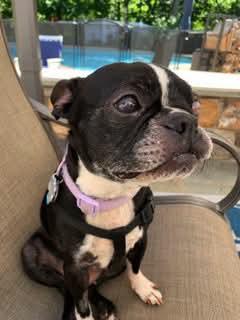 Ruby, an adopted Boston Terrier in New York, NY image 1/3
