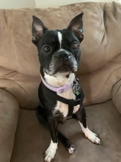 Ruby, an adopted Boston Terrier in New York, NY image 3/3