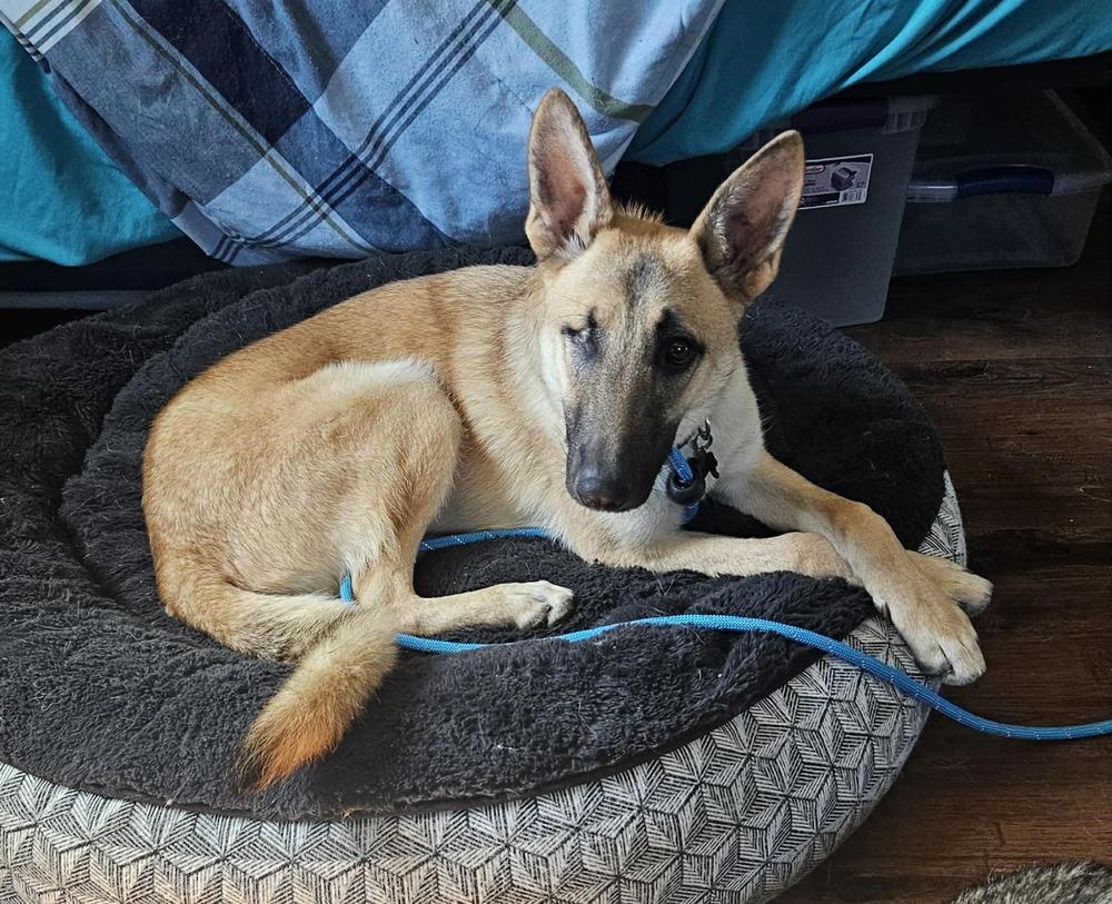 Gordy, Adoptable, Young Male German Shepherd Dog.