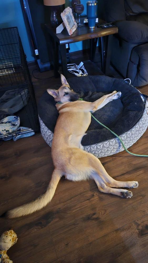 Gordy, a Adoptable mixed breed in Fredonia, WI image 2/5