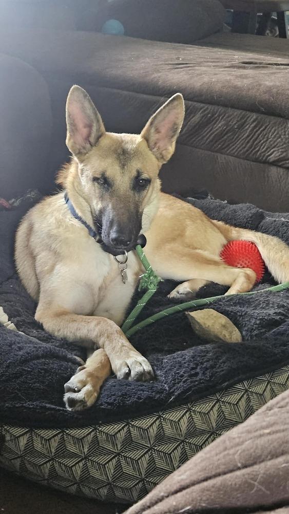 Gordy, a Adoptable mixed breed in Fredonia, WI image 5/5
