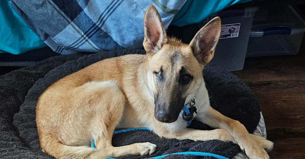 Enlarge Gordy, a Adoptable mixed breed in Fredonia, WI image 5/5