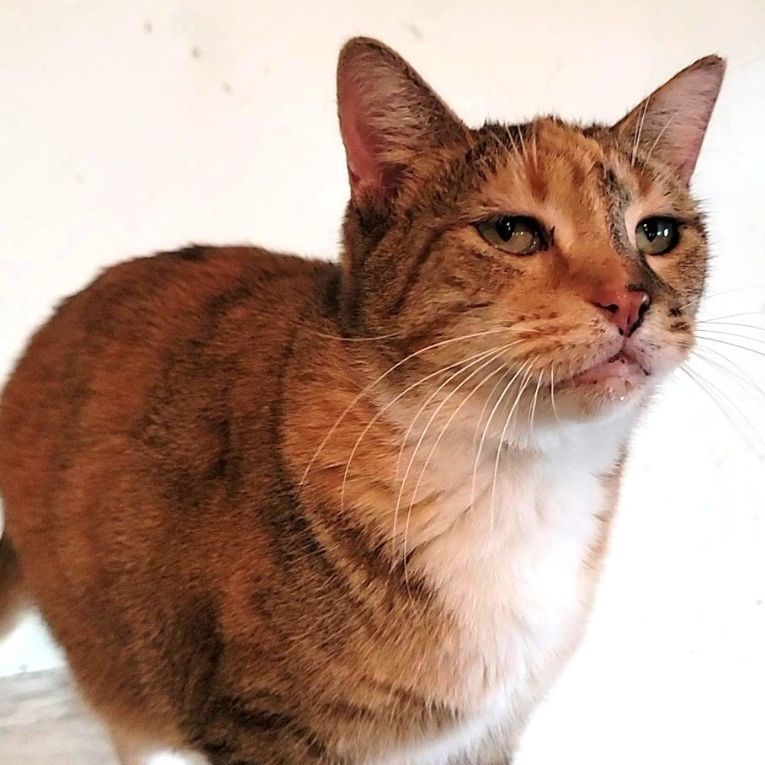Julie, an adoptable Domestic Short Hair in Lawrenceville, IL_image-1