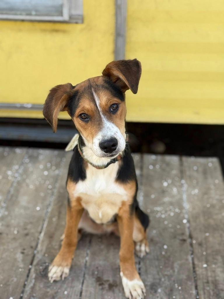 Frisbee (Fris) — thumbnail 3