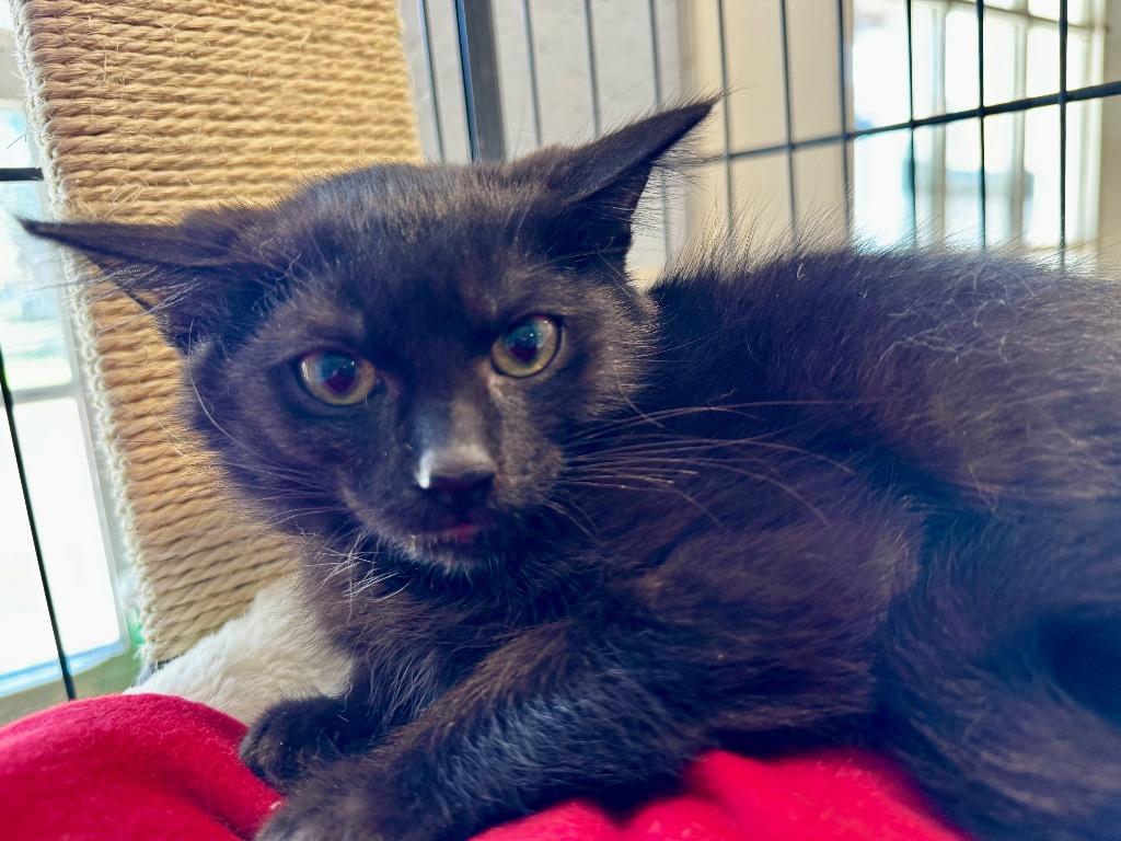 Grizzly, Adoptable, Young Male Domestic Medium Hair.