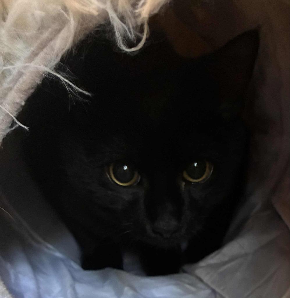 Enlarge Grizzly, a Adoptable mixed breed in Charlotte, MI image 2/6