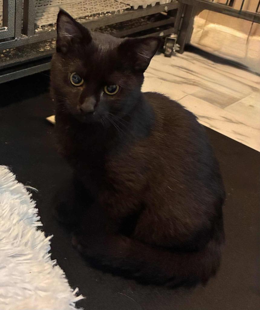 Enlarge Grizzly, a Adoptable mixed breed in Charlotte, MI image 4/6