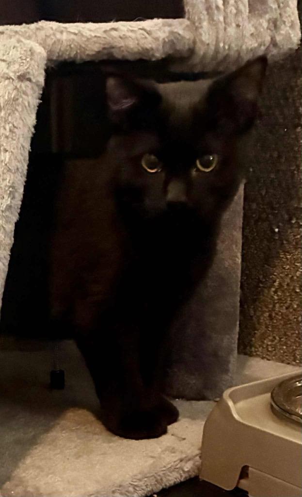 Enlarge Grizzly, a Adoptable mixed breed in Charlotte, MI image 6/6