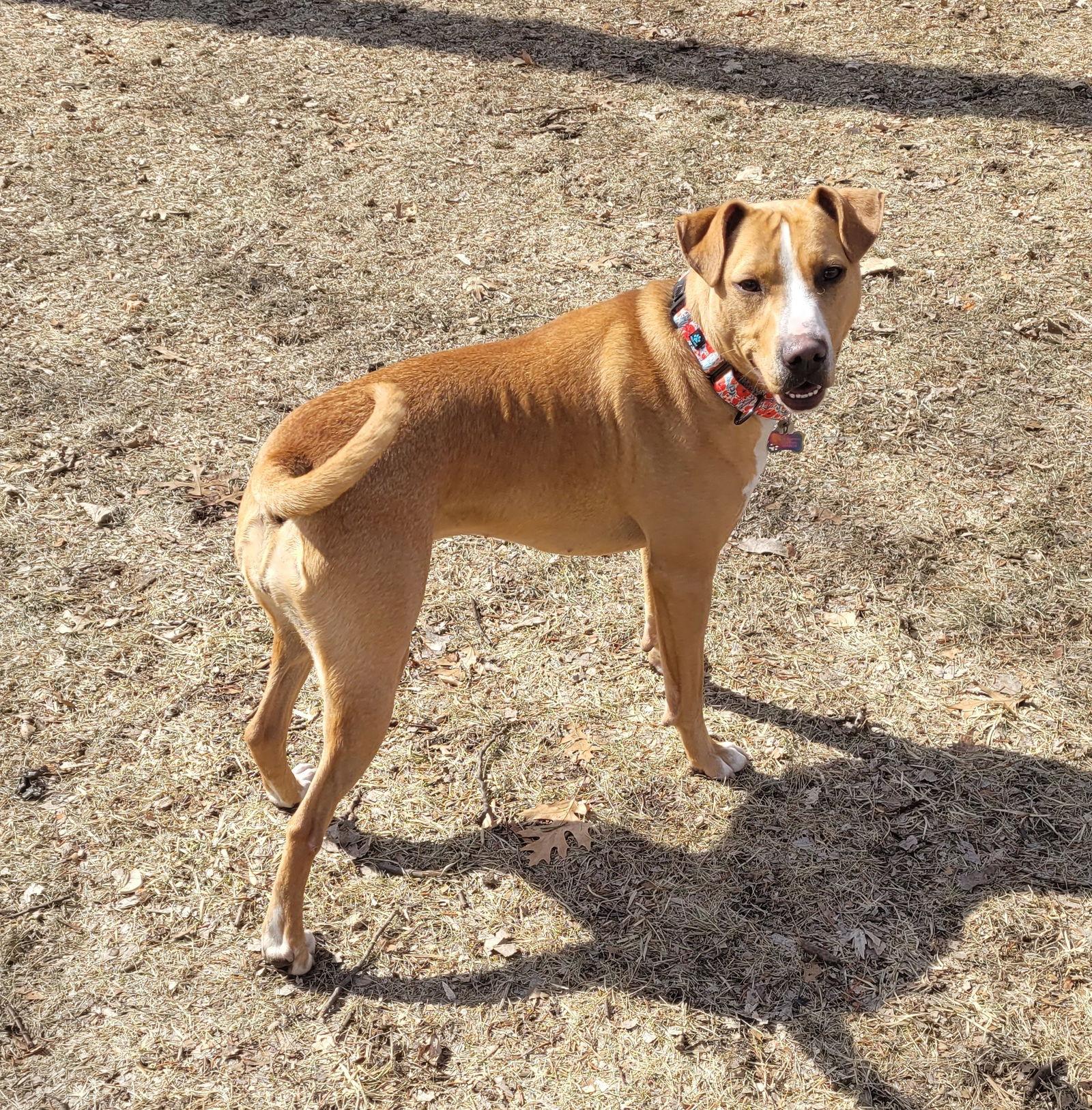 Donella, Adoptable, Adult Female Terrier.