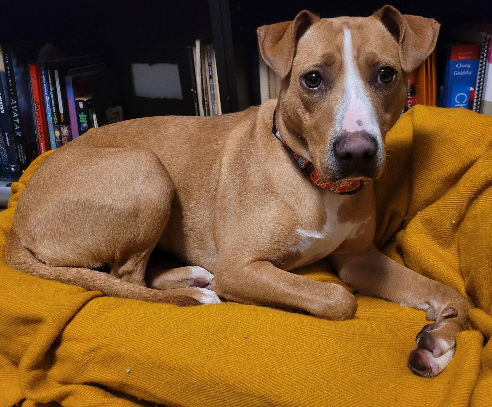 Enlarge Donella, a Adoptable Terrier in Brooklyn Center, MN image 2/3
