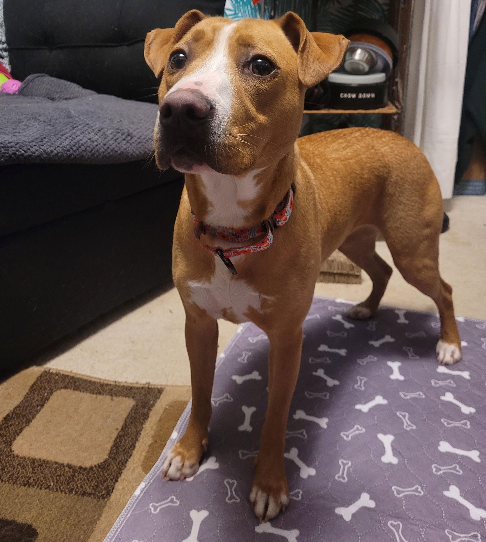 Enlarge Donella, a Adoptable Terrier in Brooklyn Center, MN image 3/3