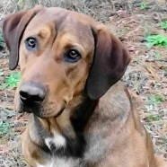 Neptune, Adoptable, Adult Male Hound.