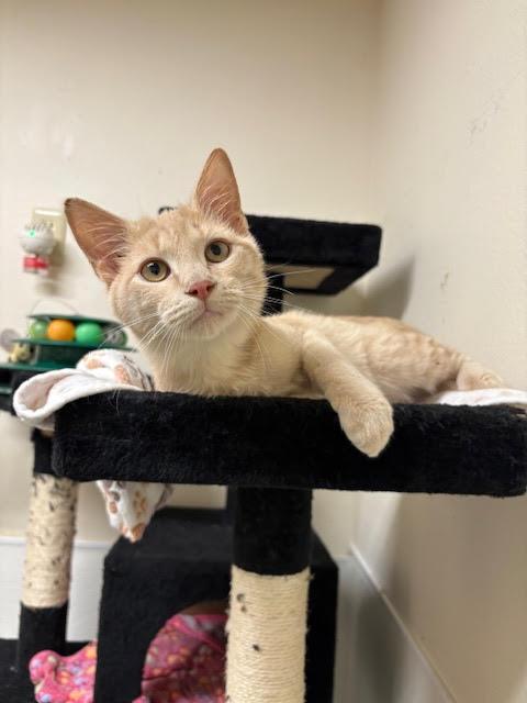 Poptart, adopted, Young Male Tabby.