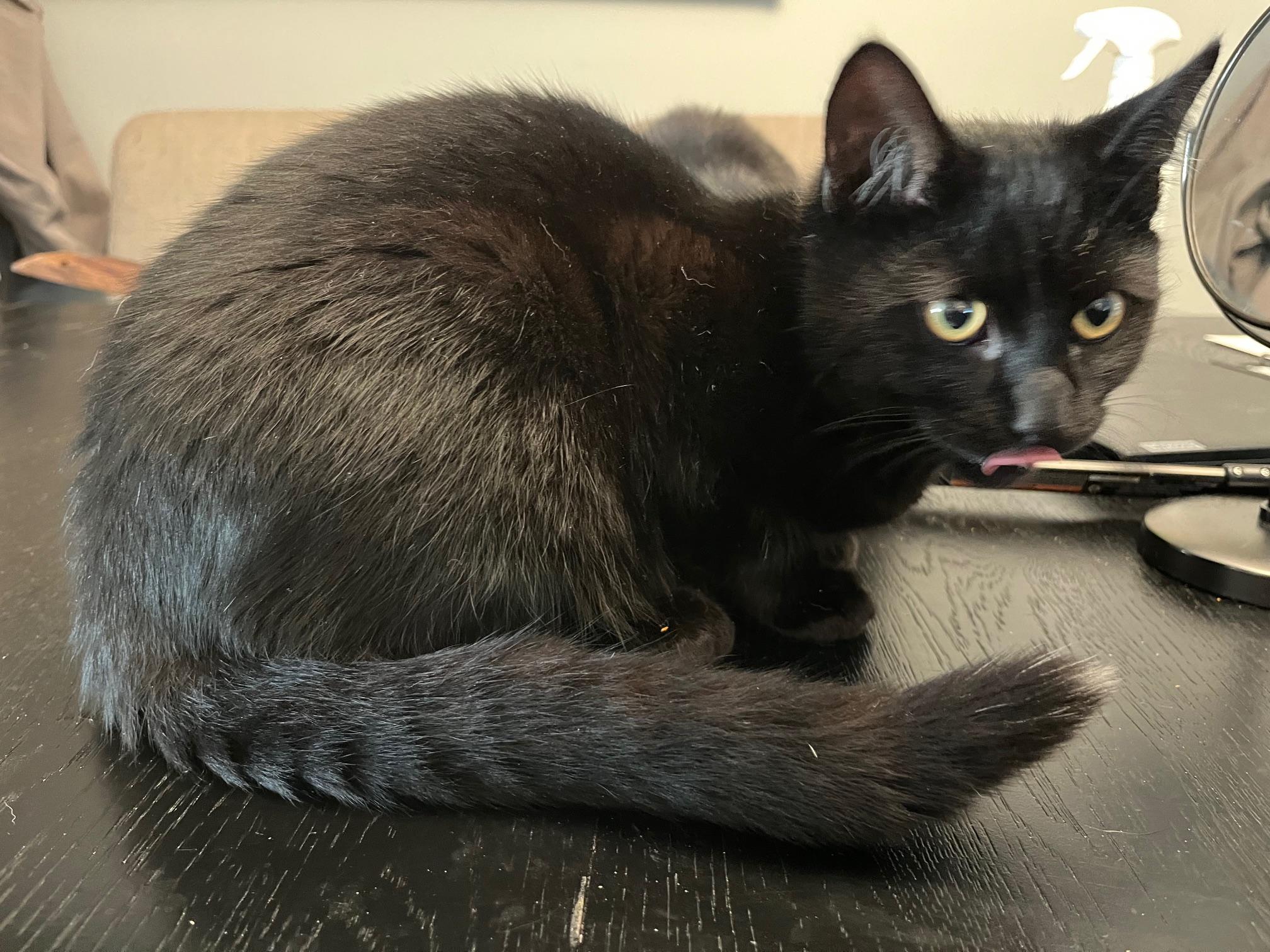 Benny Beans *MUST BE ADOPTED WITH TOMMY TOES*, a Adoptable Domestic Short Hair in Toronto, ON image 3/6