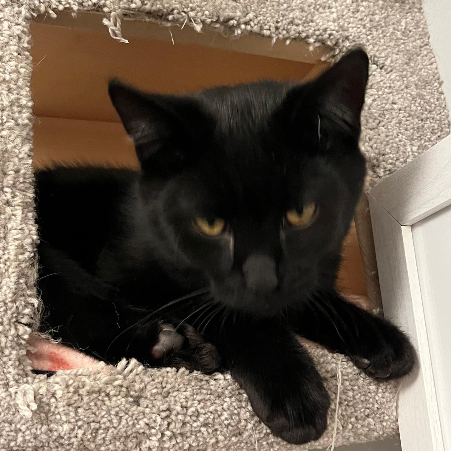 Benny Beans *MUST BE ADOPTED WITH TOMMY TOES*, a Adoptable Domestic Short Hair in Toronto, ON image 6/6