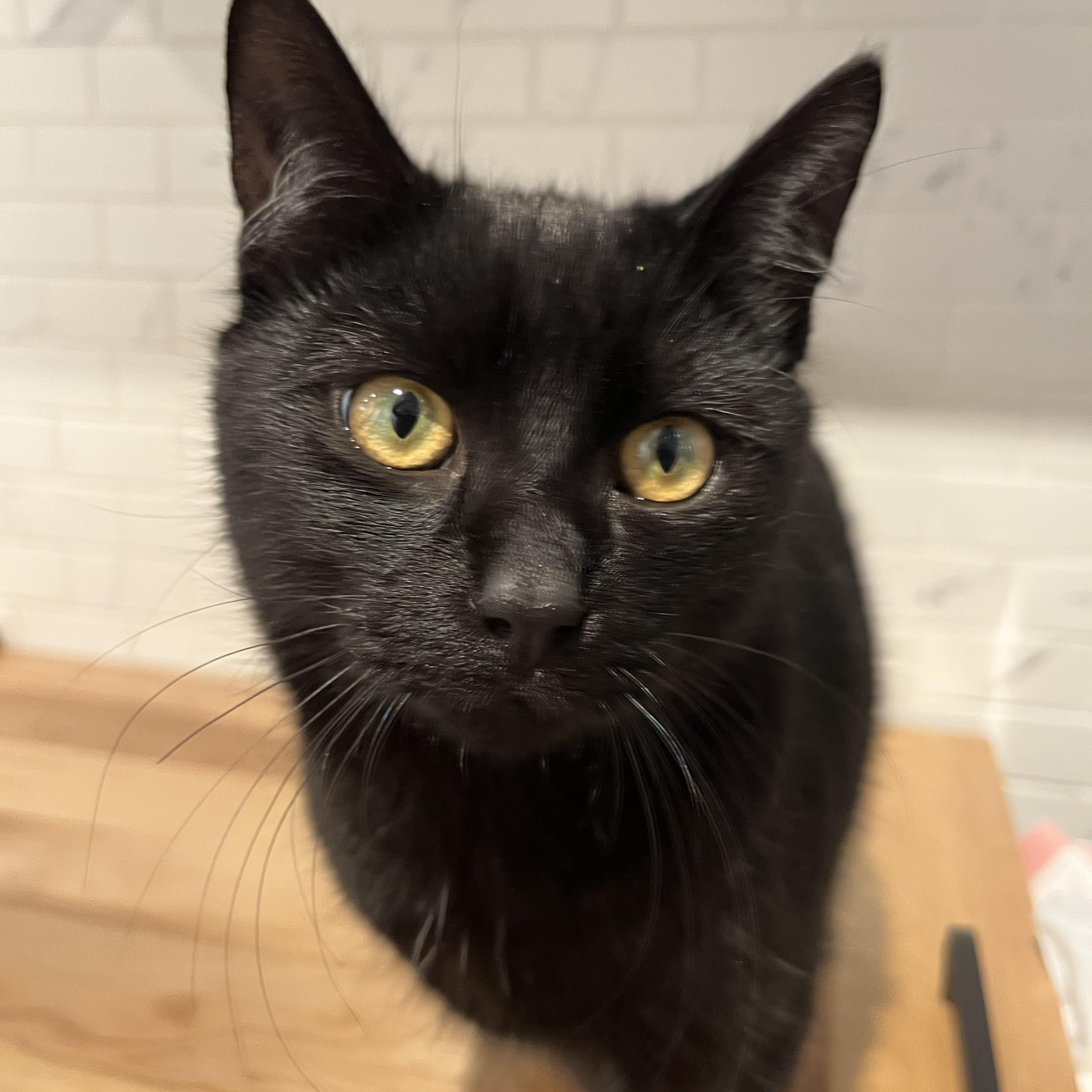 Benny Beans *MUST BE ADOPTED WITH TOMMY TOES*, Adoptable, Young Male Domestic Short Hair.