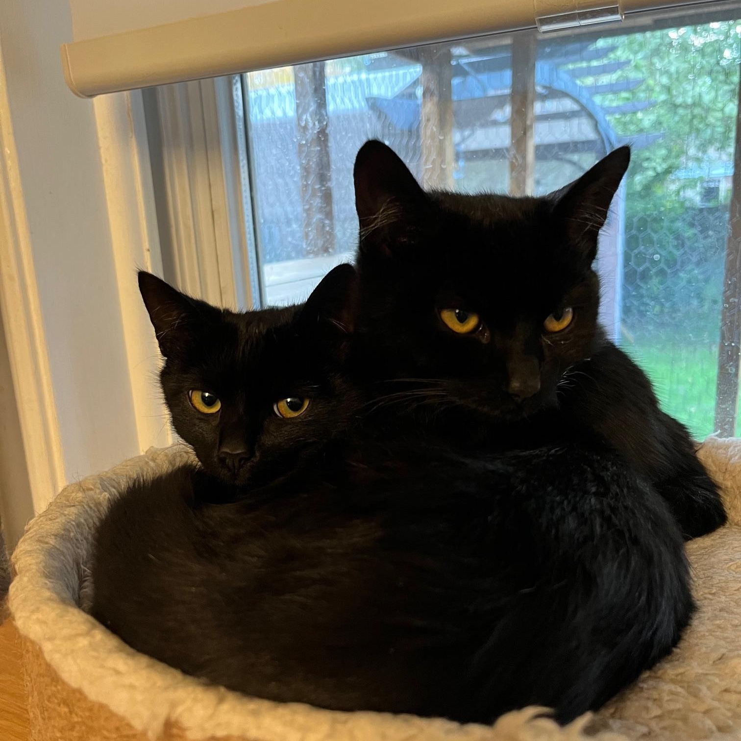 Benny Beans *MUST BE ADOPTED WITH TOMMY TOES*, a Adoptable Domestic Short Hair in Toronto, ON image 2/6