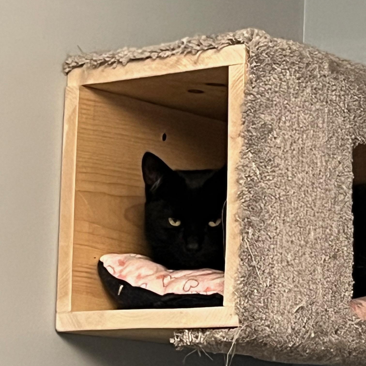 Benny Beans *MUST BE ADOPTED WITH TOMMY TOES*, a Adoptable Domestic Short Hair in Toronto, ON image 5/6