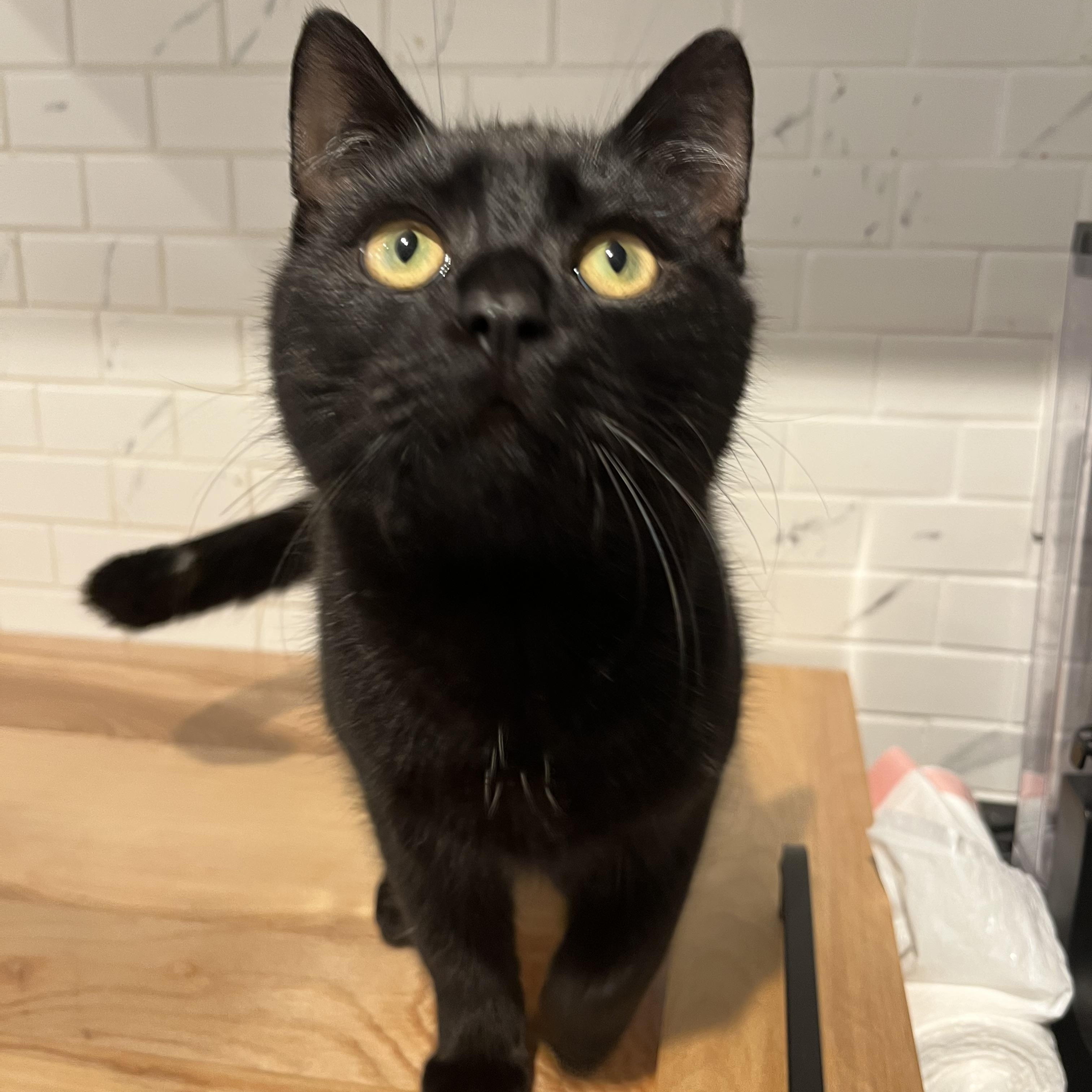 Benny Beans *MUST BE ADOPTED WITH TOMMY TOES*, a Adoptable Domestic Short Hair in Toronto, ON image 4/6