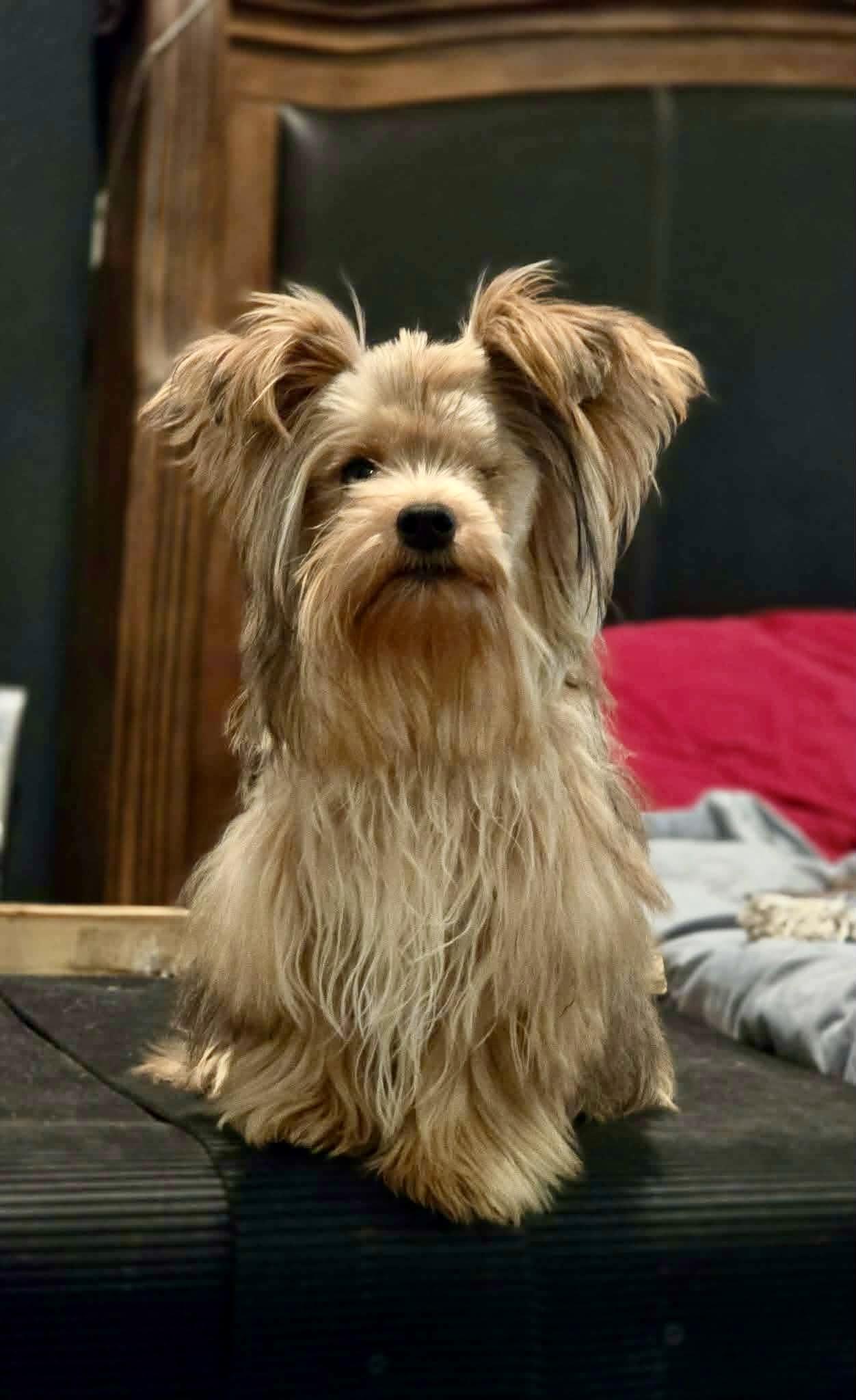 Uno, adopted, Puppy Male Yorkshire Terrier.