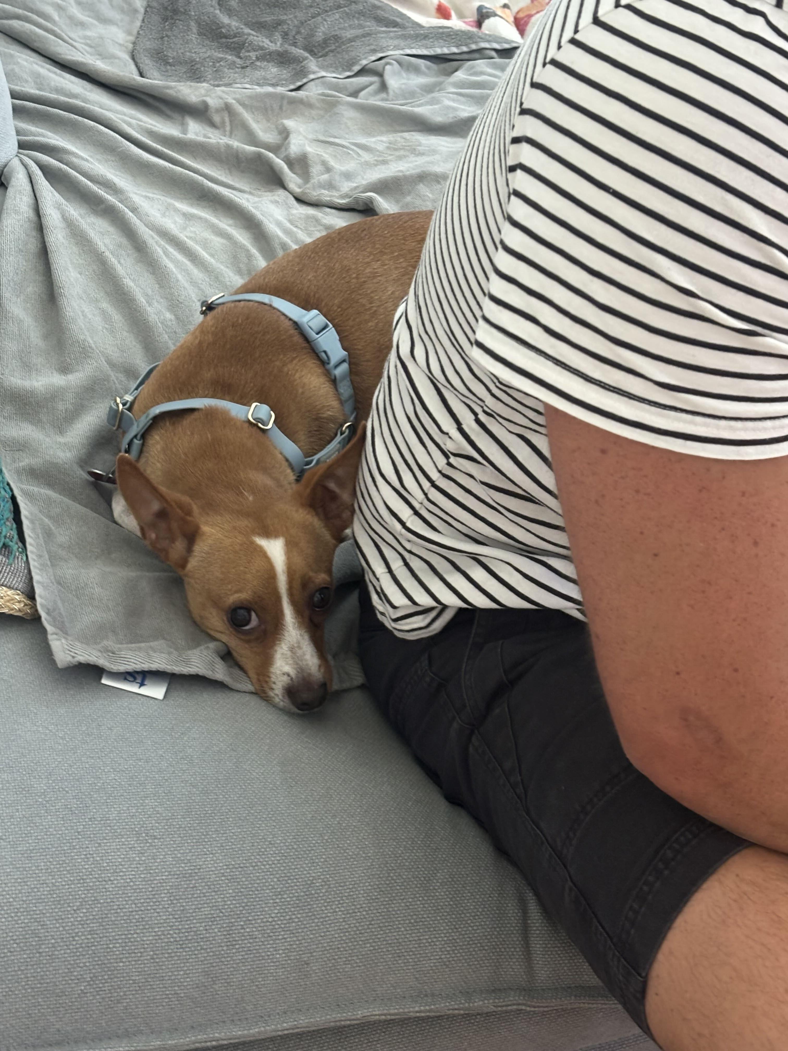 Enlarge Nigel, a Adoptable Rat Terrier in Los Angeles, CA image 3/6