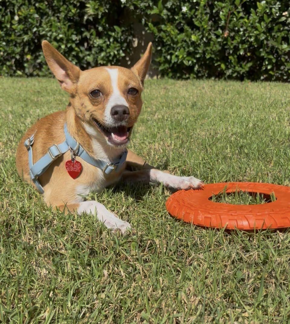 Enlarge Nigel, a Adoptable Rat Terrier in Los Angeles, CA image 1/6