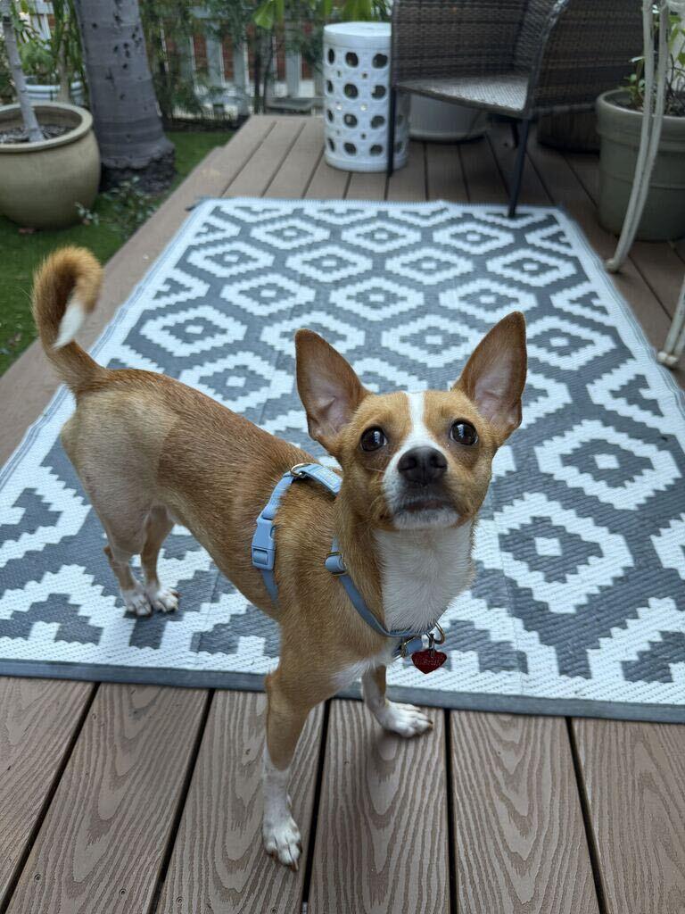 Enlarge Nigel, a Adoptable Rat Terrier in Los Angeles, CA image 2/6