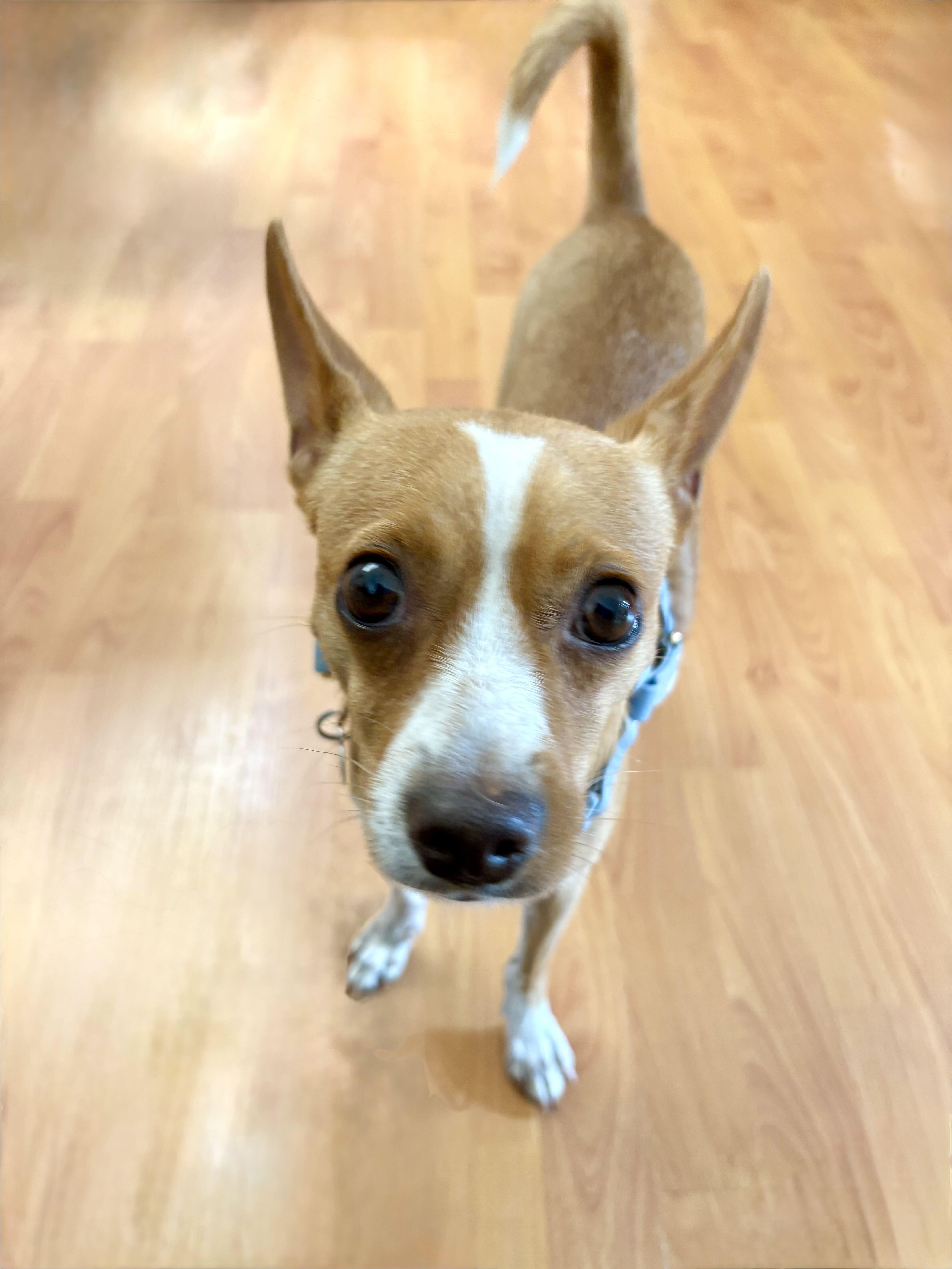 Enlarge Nigel, a Adoptable Rat Terrier in Los Angeles, CA image 5/6
