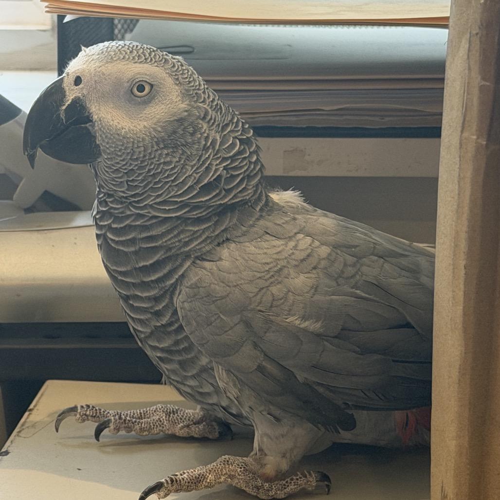 Enlarge Echo, a Adoptable African Grey in Quakertown, PA image 1/2
