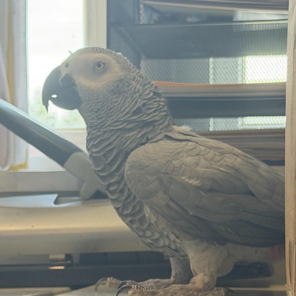 Enlarge Echo, a Adoptable African Grey in Quakertown, PA image 2/2
