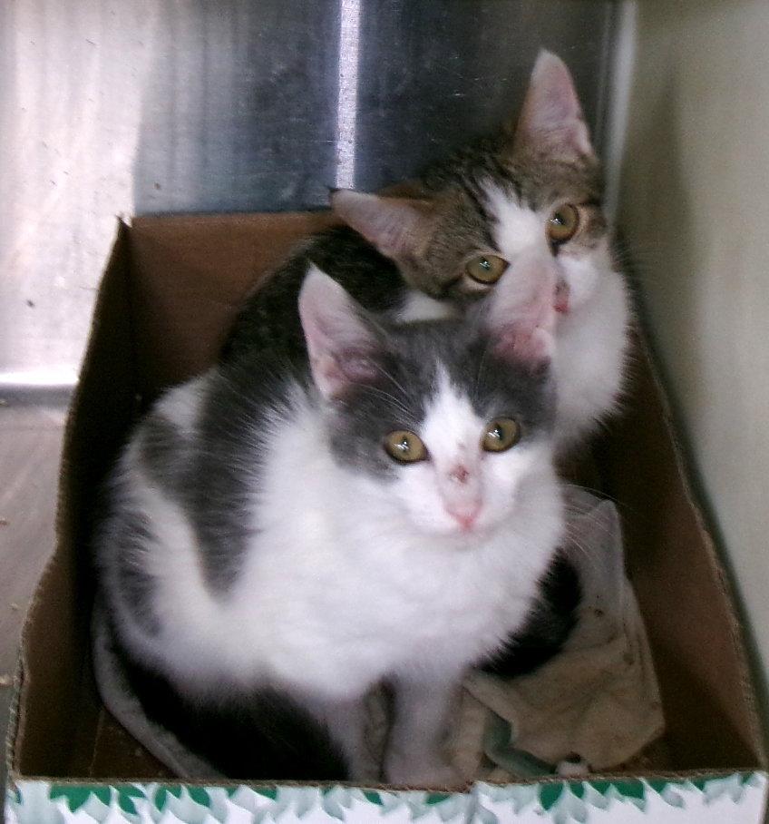 Barbie & Skipper, Adoptable, Kitten Female Domestic Short Hair.