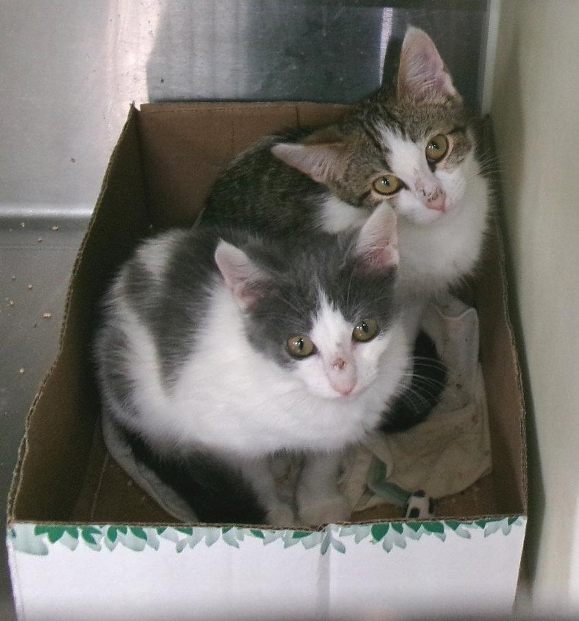 Enlarge Barbie & Skipper, a Adoptable Domestic Short Hair in Carrollton, GA image 2/2