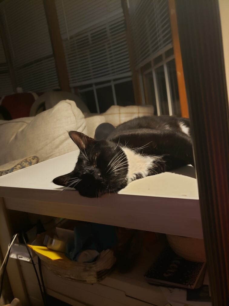 Junior