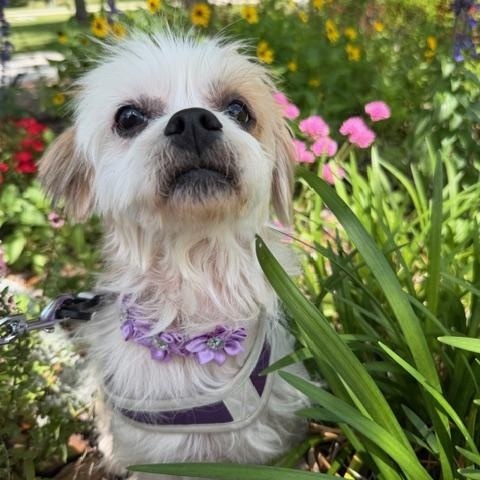 Wendy, ADOPTABLE, Adult Female Shih Tzu & Maltese.