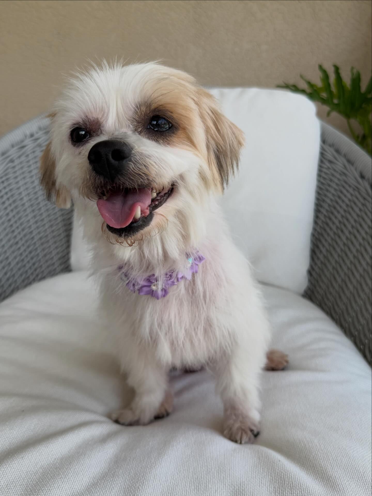 Enlarge Wendy, a ADOPTABLE mixed breed in Bradenton, FL image 2/6