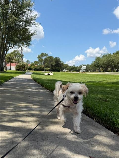 Enlarge Wendy, a ADOPTABLE mixed breed in Bradenton, FL image 6/6