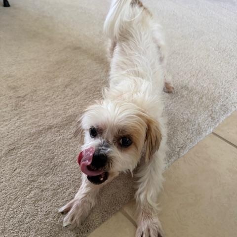 Enlarge Wendy, a ADOPTABLE mixed breed in Bradenton, FL image 5/6