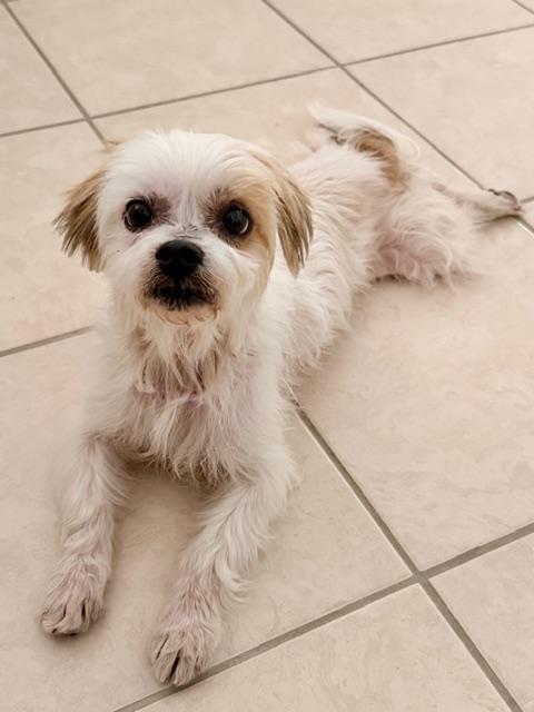 Enlarge Wendy, a ADOPTABLE mixed breed in Bradenton, FL image 3/6