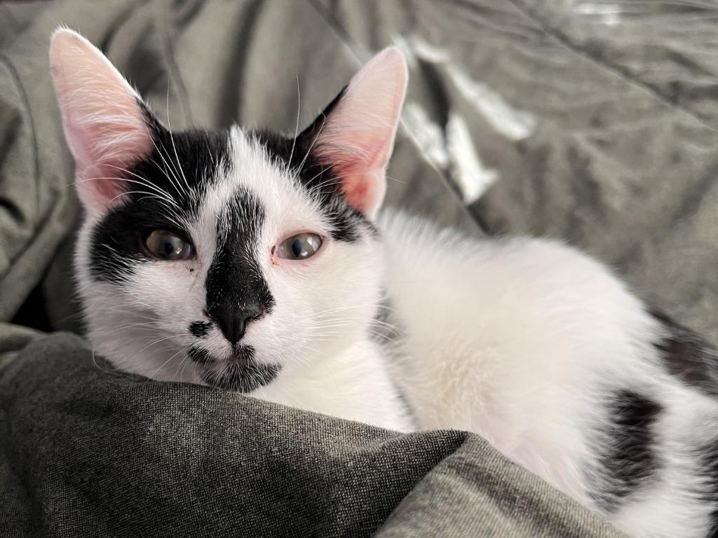 Dashi, Adoptable, Kitten Male Domestic Short Hair & Domestic Short Hair (Black & White).