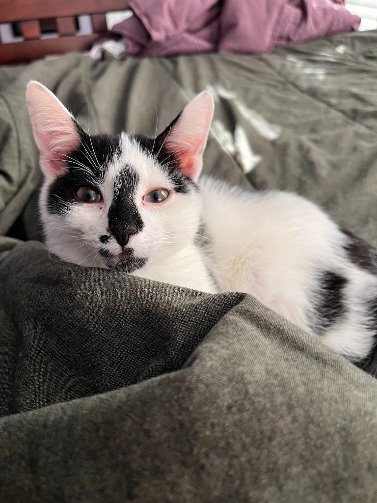 Enlarge Dashi, a Adoptable mixed breed in Raleigh, NC image 2/3