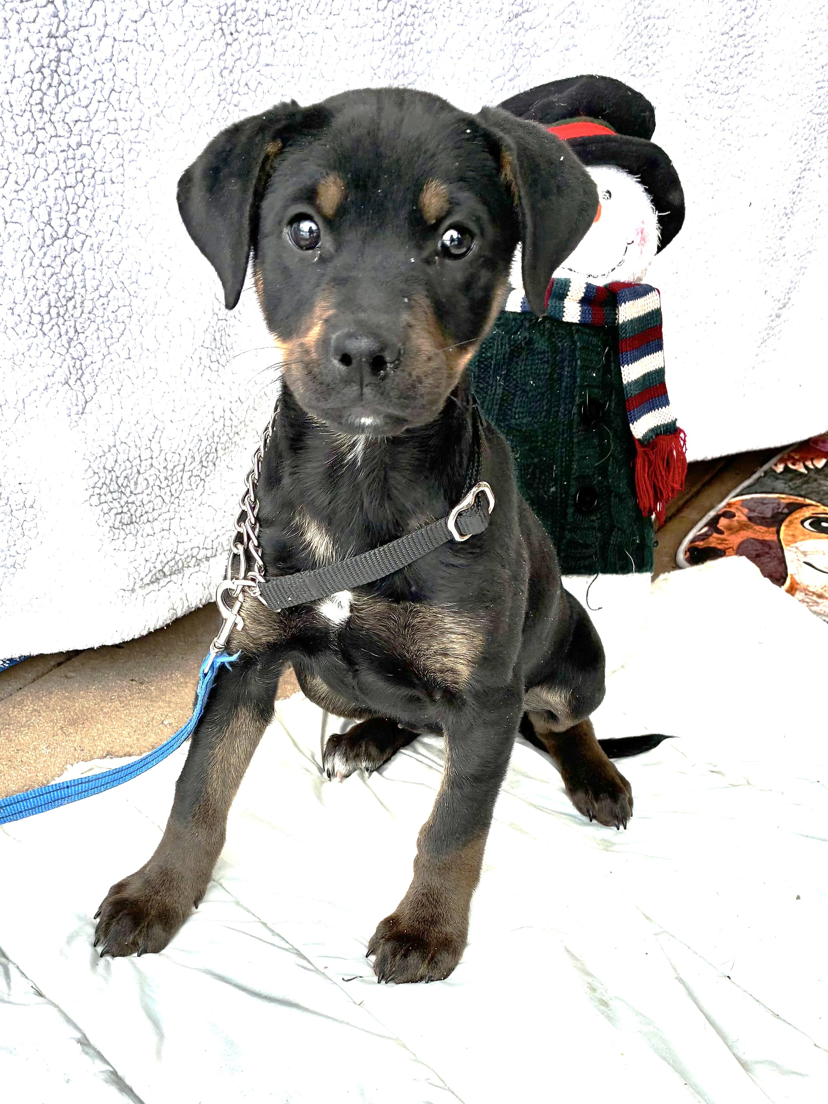 Enlarge Bambee, a ADOPTABLE mixed breed in West Chicago, IL image 1/3