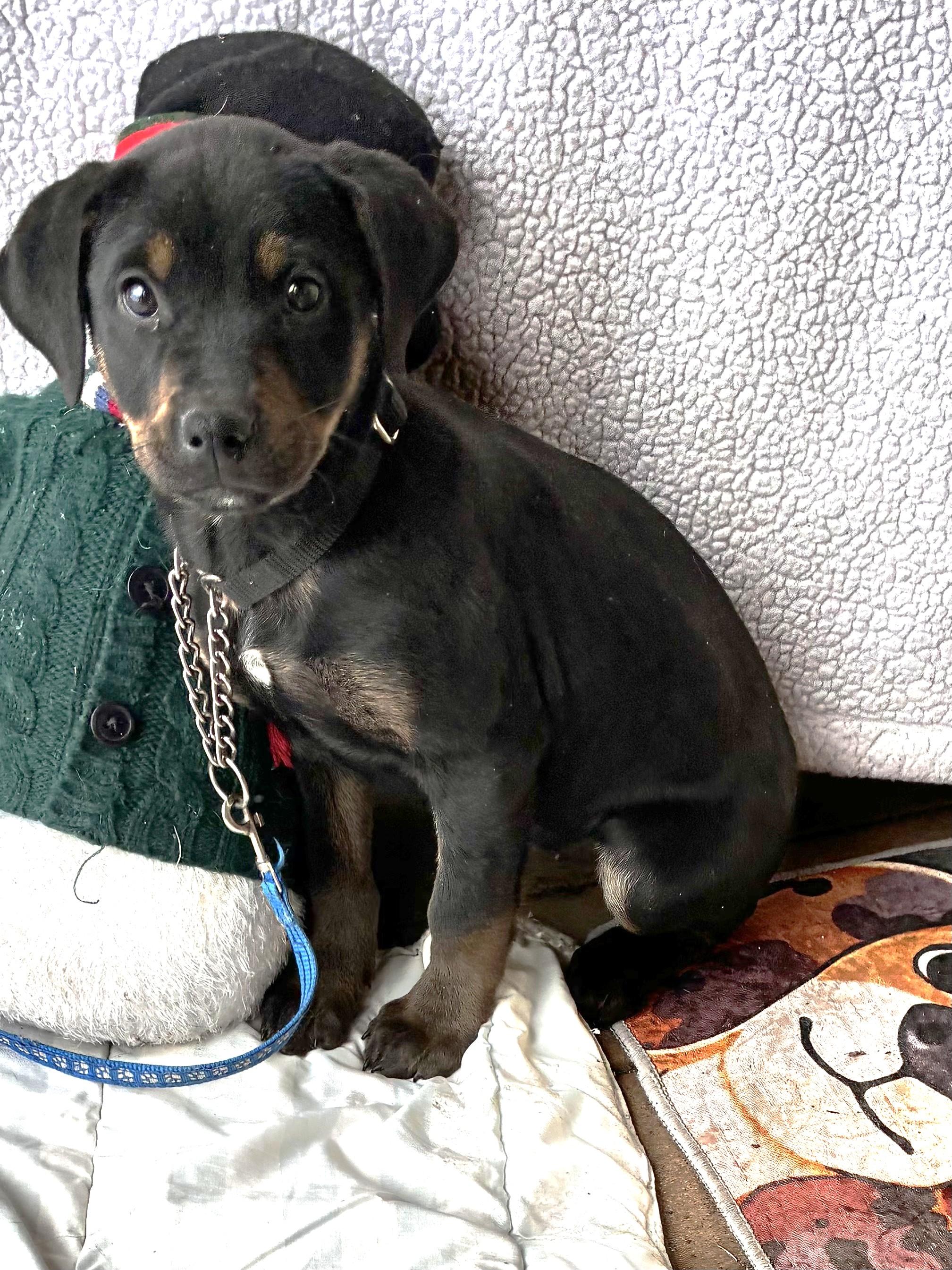 Enlarge Bambee, a ADOPTABLE mixed breed in West Chicago, IL image 3/3