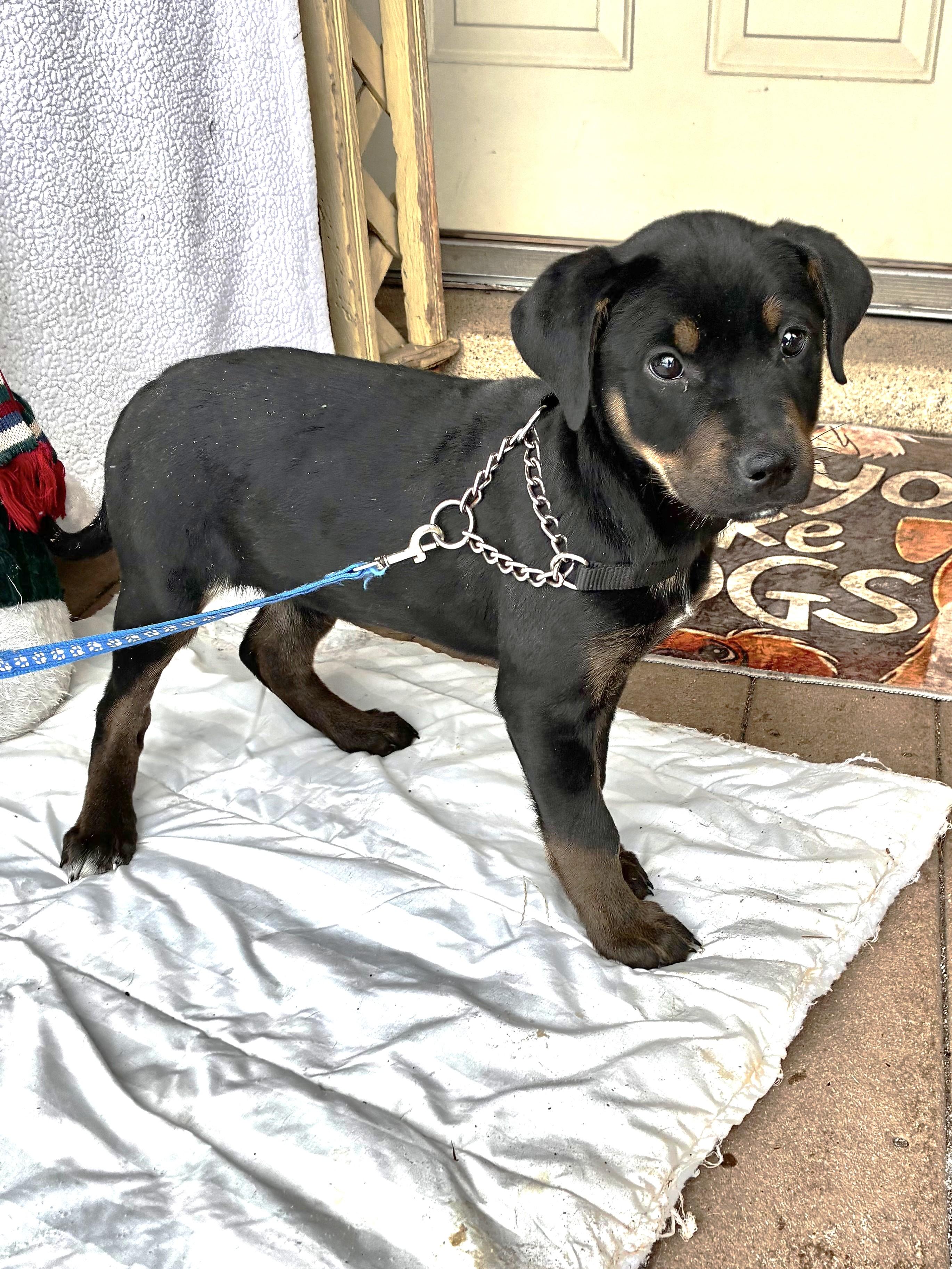 Enlarge Bambee, a ADOPTABLE mixed breed in West Chicago, IL image 2/3