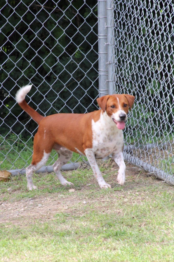Enlarge Tania, a Adoptable Hound in Portsmouth, NH image 1/6
