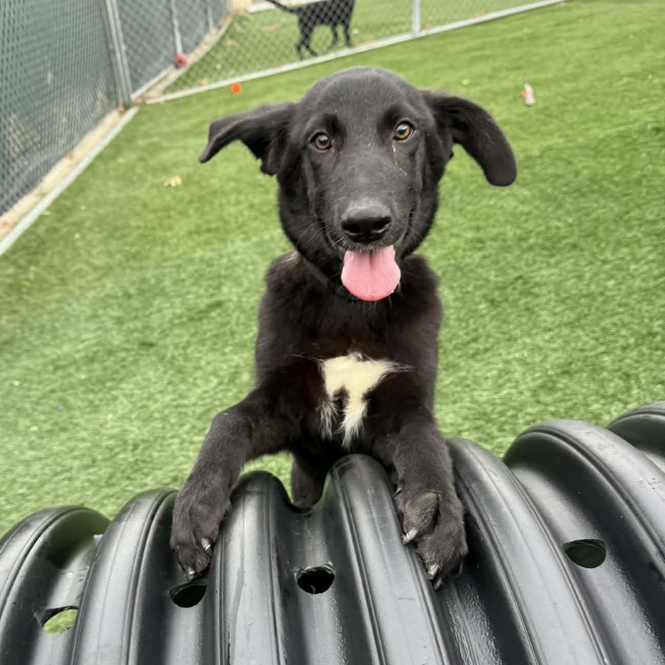 Knight - In Foster Care!, Adoptable, Puppy Male Shepherd & Labrador Retriever.